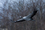 Crane - Kraanvogel - Grus grus
