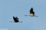 Crane - Kraanvogel - Grus grus