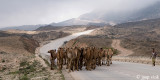 Camels on the Sarfait Road to Yemen