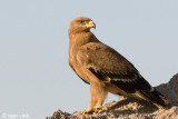 Steppe Eagle - Steppearend - Aquila nipalensis