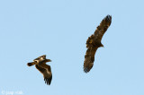 Spotted Eagle -Bastaardarend - Aquila clanga