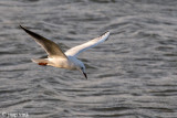 Slender-billed Gull - Dunbekmeeuw - Larus genei
