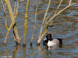 Ring-necked Duck - Ringsnaveleend - Aythya collaris