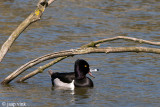 Ring-necked Duck - Ringsnaveleend - Aythya collaris