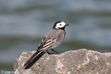 White Wagtail - Witte Kwikstaart - Motacilla alba