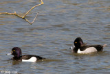 Ring-necked Duck - Ringsnaveleend - Aythya collaris
