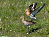 Black-tailed Godwit - Grutto - Limosa limosa