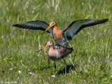 Black-tailed Godwit - Grutto - Limosa limosa