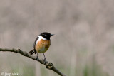 Stonechat - Roodborsttapuit - Saxicola rubicola