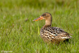 Shoveler - Slobeend - Anas clypeata