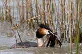 Great Crested Grebe - Fuut - Podiceps cristatus