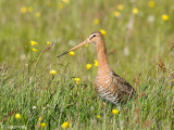 Black-tailed Godwit - Grutto - Limosa limosa