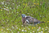 Wood-Pigeon - Houtduif - Columba palumbus