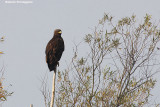 Aquila clanga (spotted eagle-aquila anatraia maggiore)