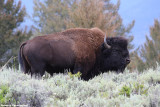 Bison bison (bisonte americano)