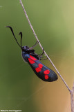 Zygaena ephialtes (zigena)