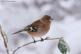 Fringilla coelebs (chaffinch-fringuello)