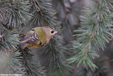 Regulus regulus (goldcrest-regolo)