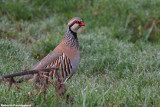 Alectoris rufa (red-legged partrige-pernice rossa)