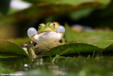 Rana lessonae (Rana dei fossi)