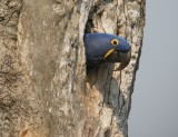 Hyacinth Macaw - Transpantaneira