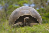 Tortoise-7338.jpg