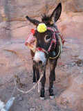 'Laila' the donkey was all spruced up for the day.