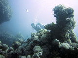 Coral outcrops