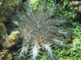 Crown of Thorns star fish.