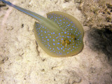 Spotted Reef Ray