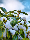 Leaves of Plant in the Snow