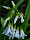 Snowdrops