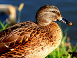 Female Mallard Duck at Radipole Lake