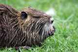 Animal (Patagonie)