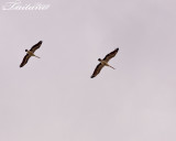 IMG_2947.jpg