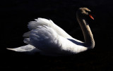 Swan