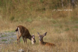 Blacktailed Deer