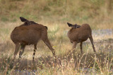 Blacktailed Deer