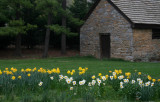 Daffodils at Glen Burnie