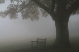 A foggy morning in the park.