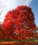 The red maple tree.