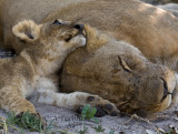 Lion cub with mom