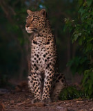Leopard at deep dusk