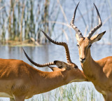 Antelope Ritual