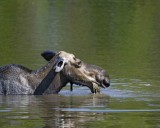 Moose, Cow, water feeding-070408-Sandy Stream Pond, Baxter State Park, ME-#0135.jpg
