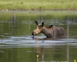 Moose, Cow, water feeding-070608-Compass Pond, Golden Road, ME-#0129.jpg