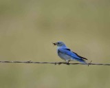 Bluebird, Mountain, Male, w Grasshoper-060808-Castlewood Canyon Road, Franktown, CO-#0041.jpg