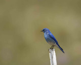 Bluebird, Mountain, Male-060808-Castlewood Canyon Road, Franktown, CO-#0019.jpg