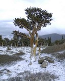 Bristlecone Pine-060808-Mt Goliath, Mt Evans Scenic Byway, CO-#0294.jpg
