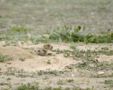 Prairie Dog, 2 pups-060808-Aurora, CO-#0218.jpg